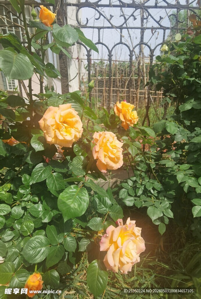 花园中绽放的美丽黄玫瑰