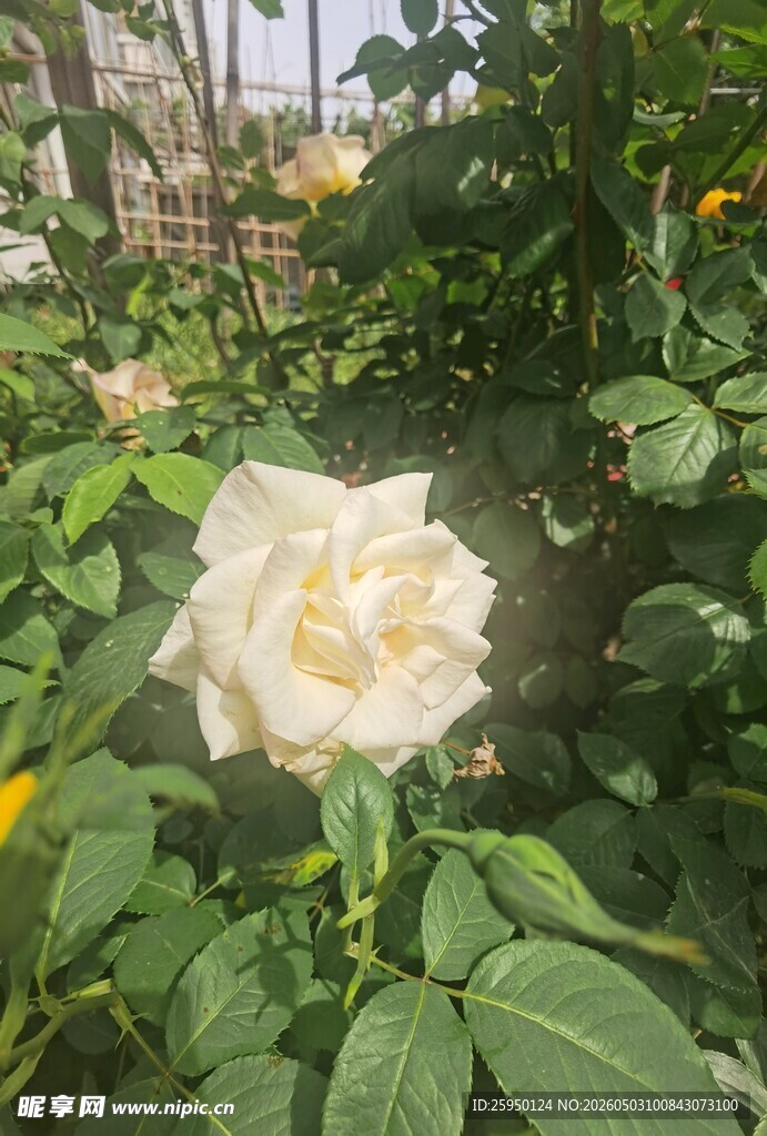 白色玫瑰绽放于绿叶间