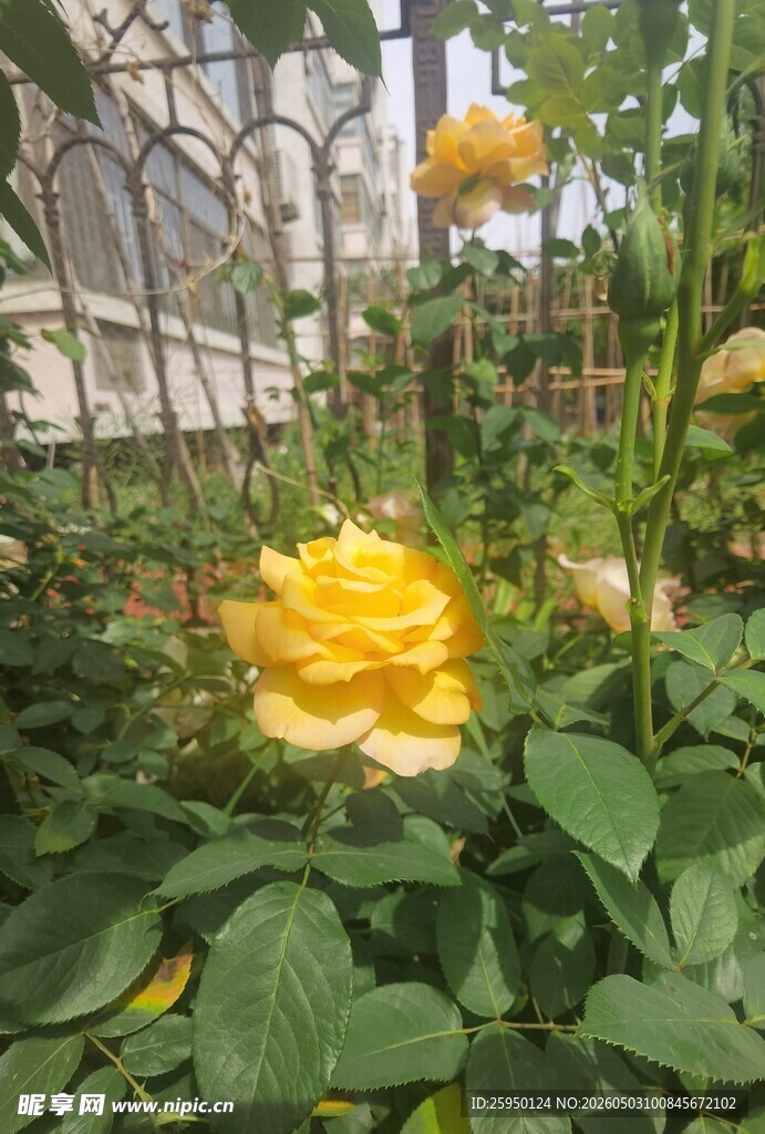 绽放的黄色月季花