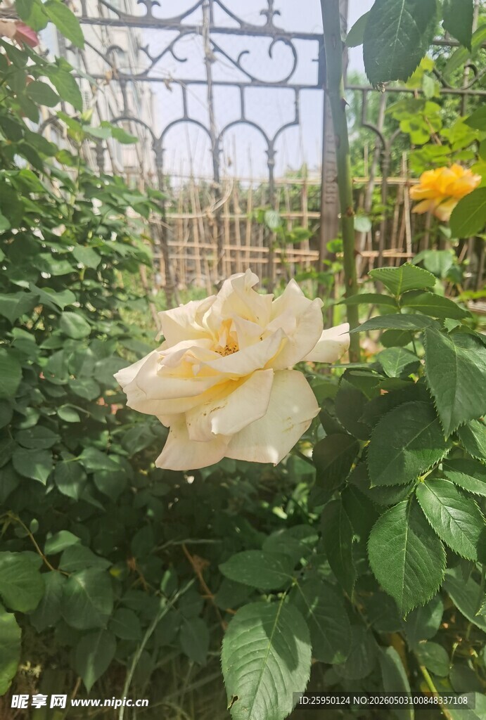 花园中的优雅黄玫瑰