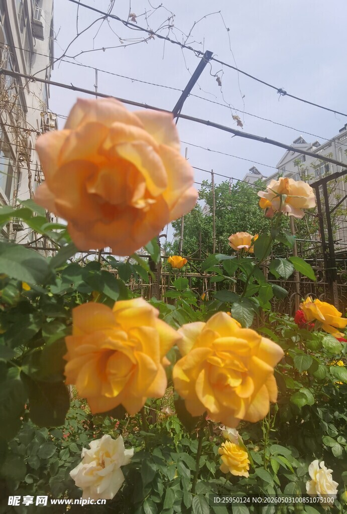 花园中的艳丽黄色玫瑰花