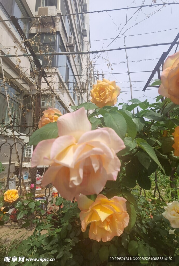庭院中的娇艳盛开月季花