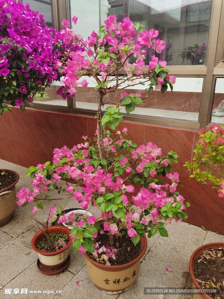 阳台绽放的多彩三角梅