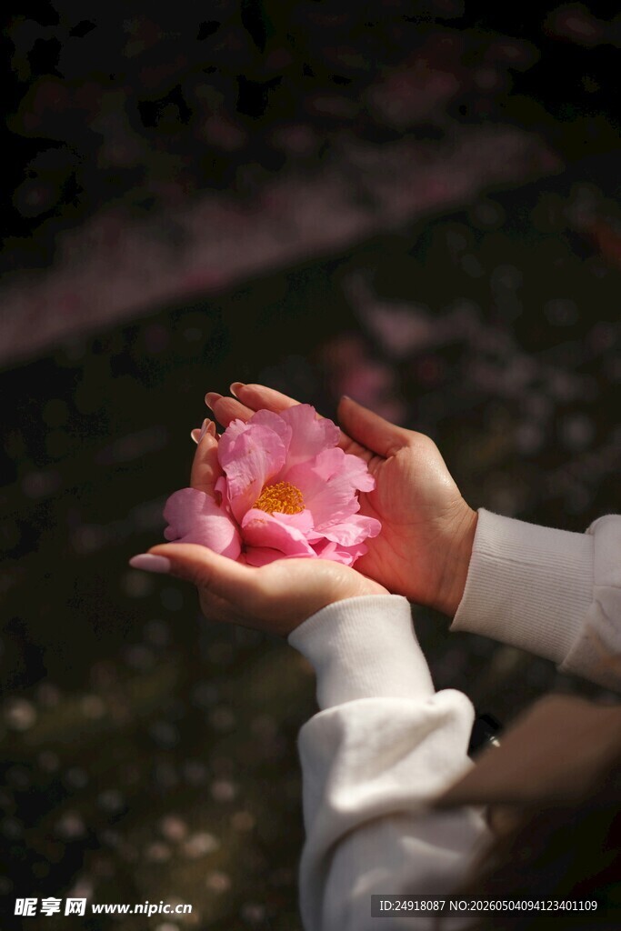 手捧娇艳花瓣