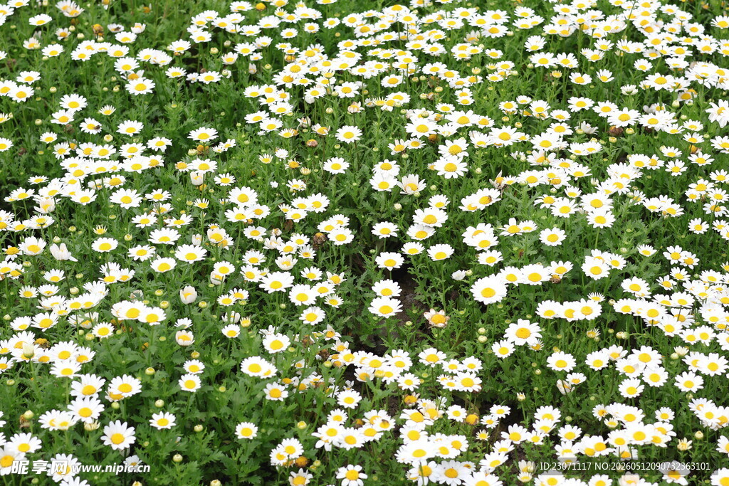 遍野小白菊绽放生机