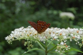 蝴蝶与花朵矢量展板