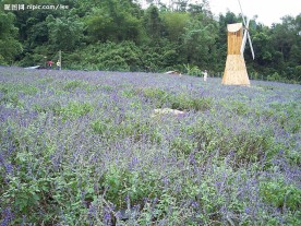 盘龙峡--薰依草   风车