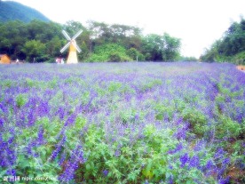 盘龙峡--梦幻薰依草