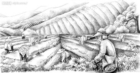 台湾茶山_素描图