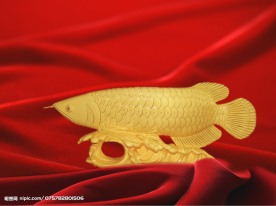 金龙鱼