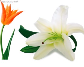 百合花