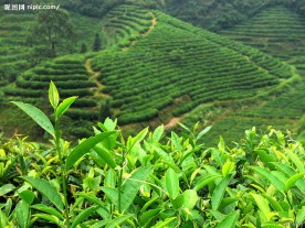 茶山茶叶(高清)