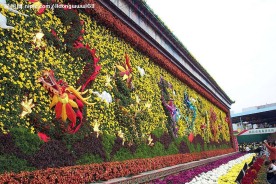 菊花墙龙腾盛世