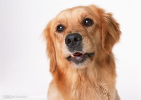 金毛犬