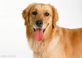 金毛犬