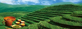 茶园风光