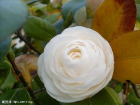 超清楚白色茶花