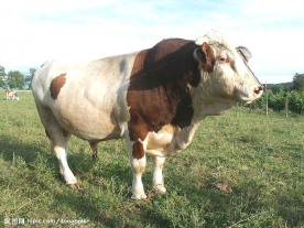 法国农家奶牛
