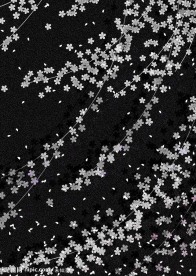 有白色小花的黑色背景图