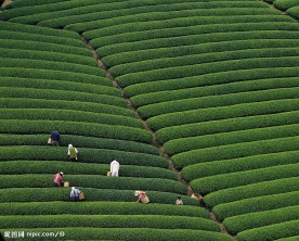 采茶