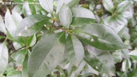 绿色的茶树叶子