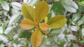 棕色的茶树叶子