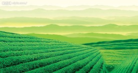 茶园风光