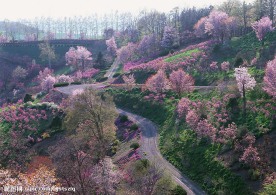 乡村风景