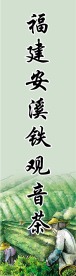 福建安溪铁观音茶