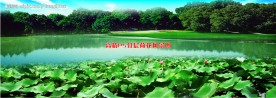 荷花风景图