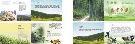 安吉白茶 茶 画册 （底图合层 包含位图）