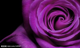 紫色玫瑰 漂亮的紫色背景