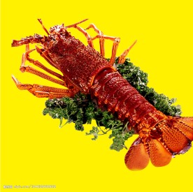 生猛澳洲大龙虾