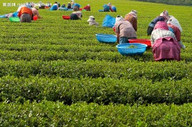 采茶