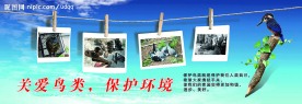 保护鸟类    爱护环境