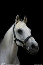 黑色背景的高贵白马