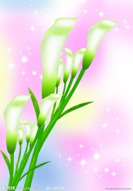愿望 百合花