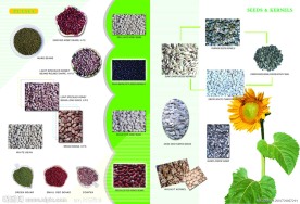 中意食品画册宣传