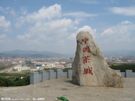 中国茶城 普洱 古茶树 茶园 茶山