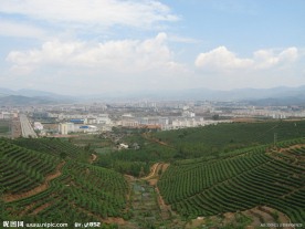 中国茶城 普洱 茶园 茶山