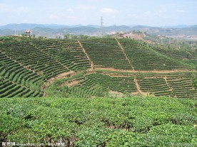 中国茶城 普洱 茶园 茶山