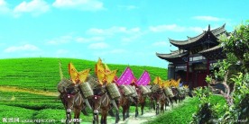 茶马古道 马帮 茶山