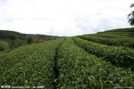 中国茶城 普洱茶 茶树 茶园 茶山