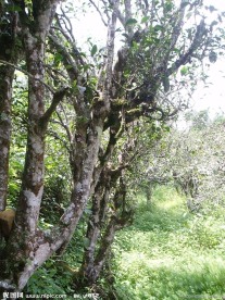 中国茶城 普洱茶 古茶树 茶园 茶山