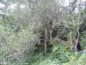中国茶城 普洱茶 古茶树 茶园 茶山
