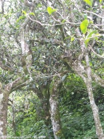 中国茶城 普洱茶 古茶树 茶园 茶山