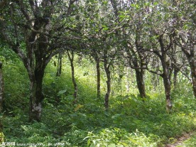 中国茶城 普洱茶 古茶树 茶园 茶山