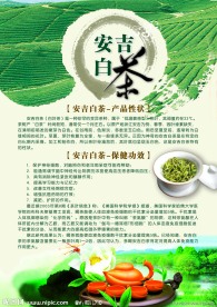 安吉白茶