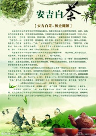 安吉白茶