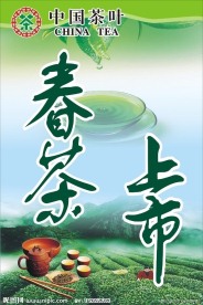 春茶上市